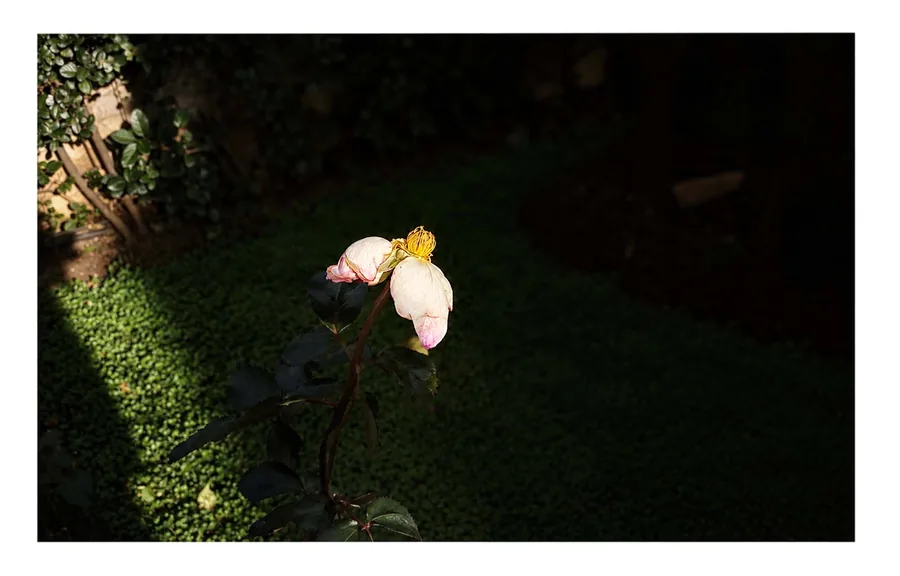 Still Growing — photograph 14