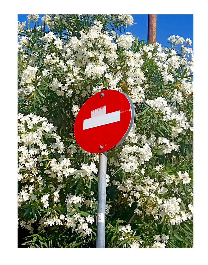 Still Growing — photograph 17